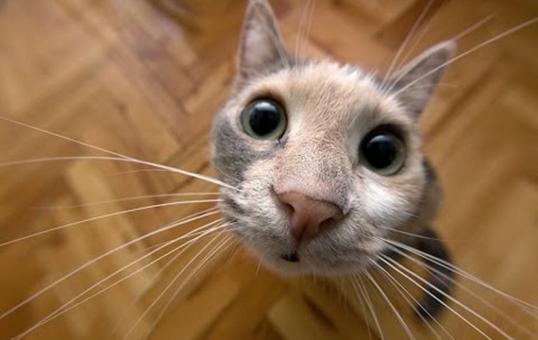 Смешные кошки до слез: gif картинки создают настроение