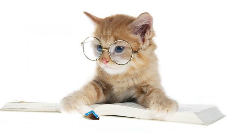 Чему можно поучиться у кота?