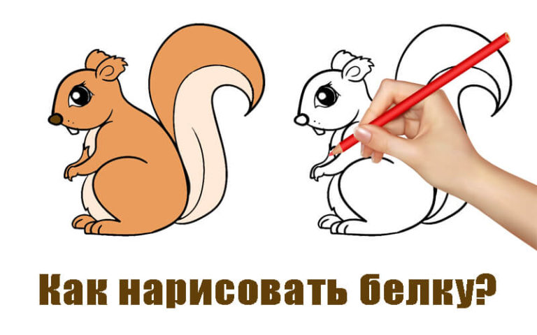 Как нарисовать белку детям поэтапно карандашом